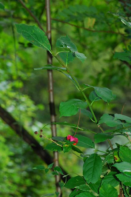 Euonymus latifolius / Fusaggine maggiore