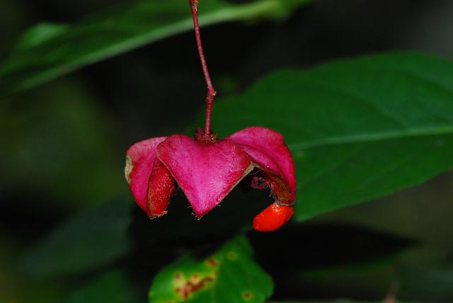 Euonymus latifolius / Fusaggine maggiore