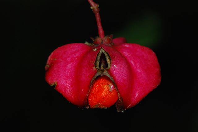 Euonymus latifolius / Fusaggine maggiore