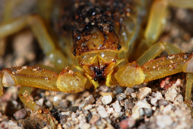 Buthus occitanus Almeria