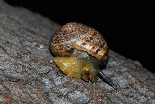 Iberus cf alonensis