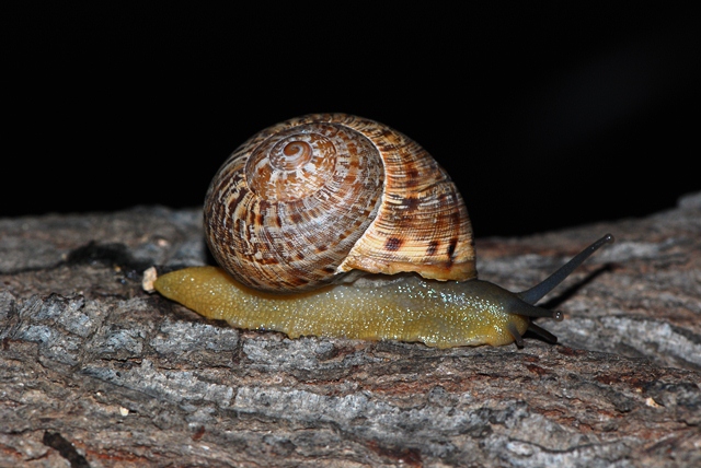 Iberus cf alonensis