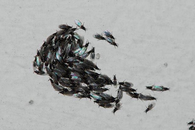 Scatopsidae.