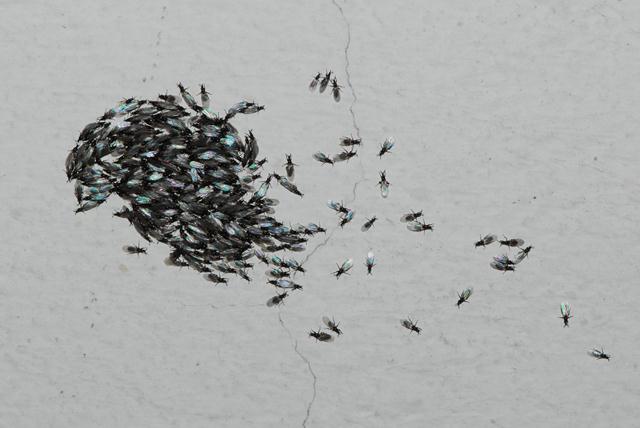 Scatopsidae.