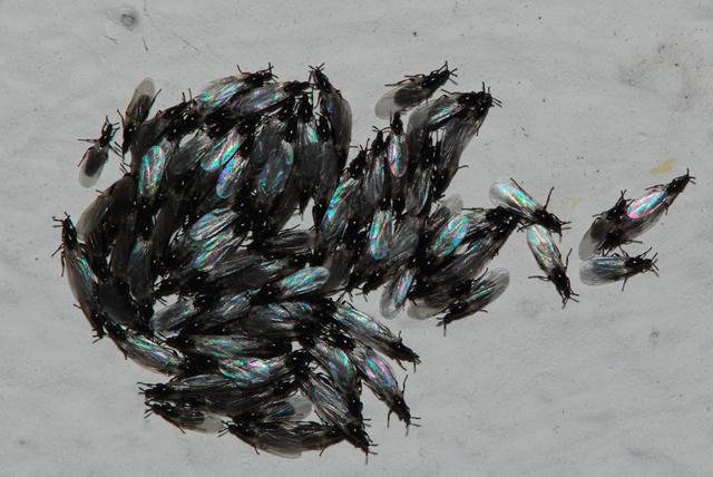 Scatopsidae.
