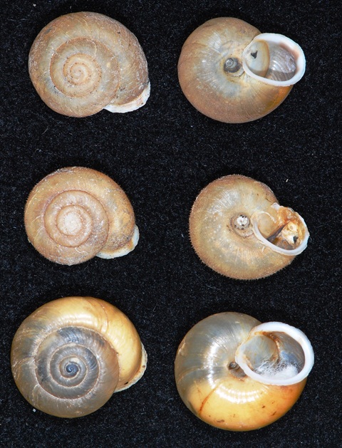 Chilostoma(Corneola)crombezi (LOCARD, 1882) - Mercantour