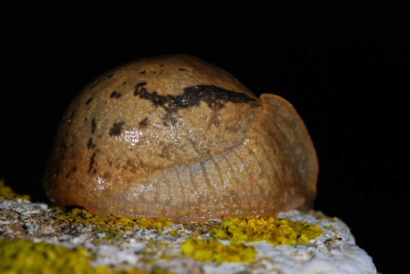 Drusia (Drusia)  valencienni dall''Andalusia (ES)