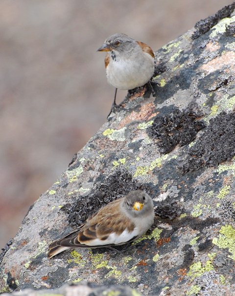 Fringuello alpino Passo Sanpellegrino