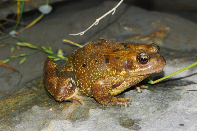 Rana Pirenei - Rana temporaria