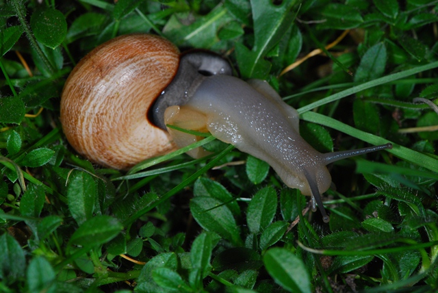 Otala lactea murcica