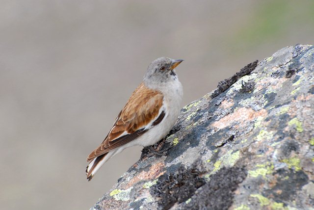 Fringuello alpino Passo Sanpellegrino