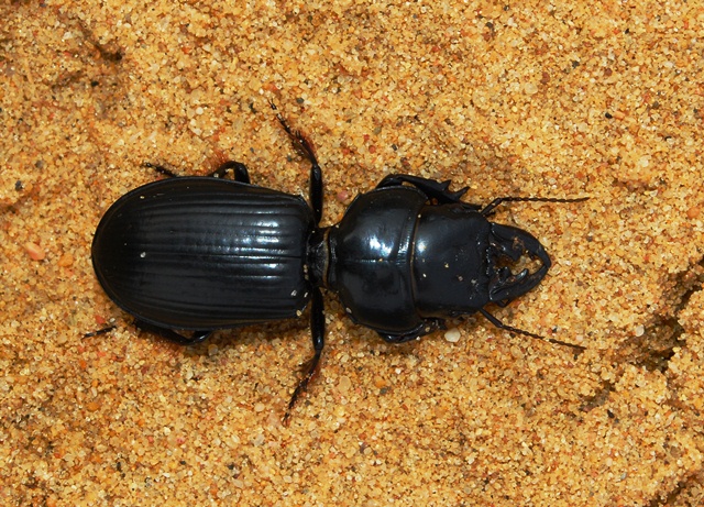 Carabidae: Scarites cyclops