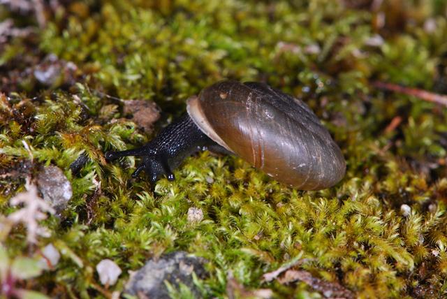 Chilostoma desmoulinsi (Farines 1834)