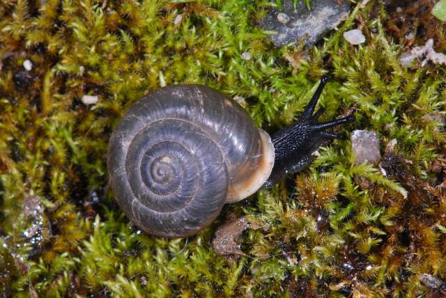 Chilostoma desmoulinsi (Farines 1834)