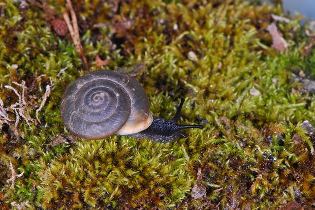 Chilostoma desmoulinsi (Farines 1834)