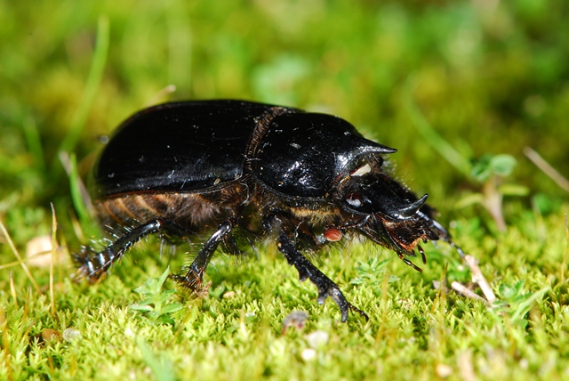 Ceratophyus hoffmannseggi Andalusia