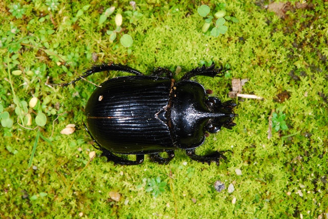 Ceratophyus hoffmannseggi Andalusia