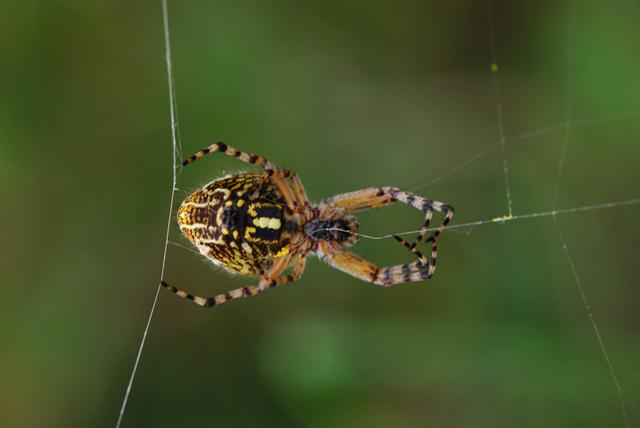 Aculepeira ceropegia; Araneus diadematus; Araniella sp.
