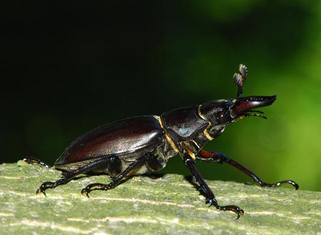 Lucanus tetraodon - Senigallia