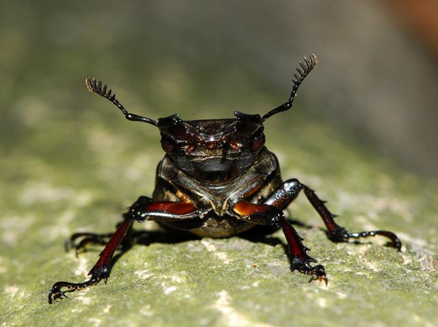 Lucanus tetraodon - Senigallia