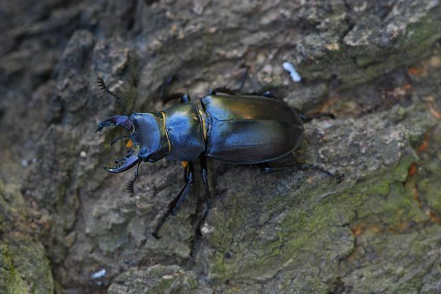 Lucanus tetraodon - Senigallia