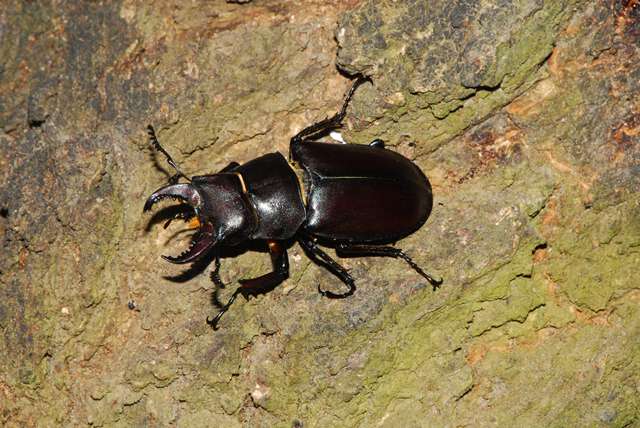 Lucanus tetraodon - Senigallia