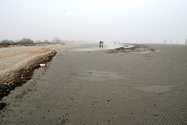 Strano osso spiaggiato