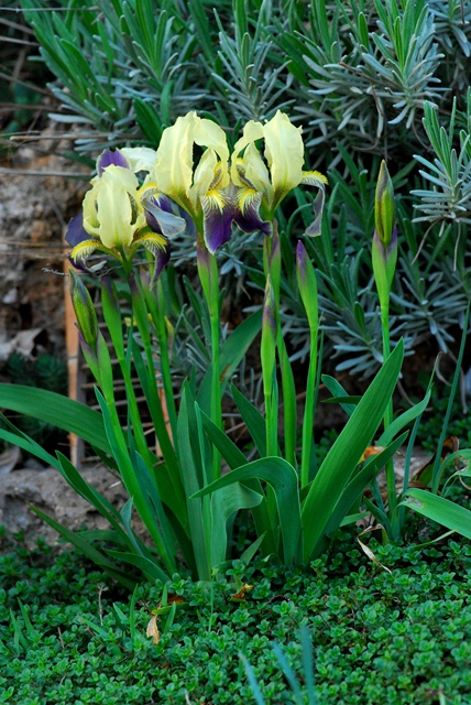 Iris nano maremmano