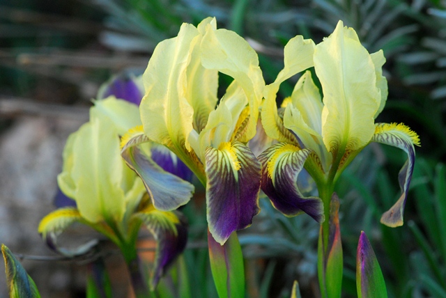 Iris nano maremmano