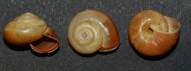Monacha (Eutheba) cantiana - topotipo inglese