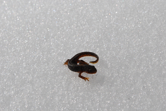alpino e salamandra