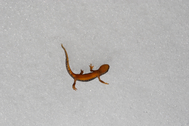 alpino e salamandra