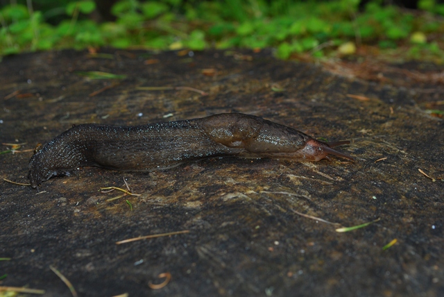 Limax maximus scozzese