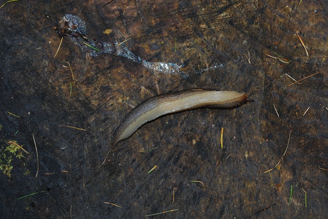 Limax maximus scozzese