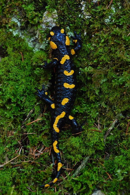 alpino e salamandra