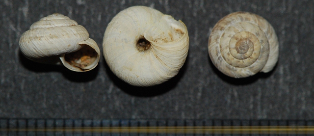 Candidula intersecta