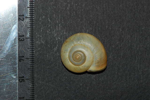 Bella Monacha
