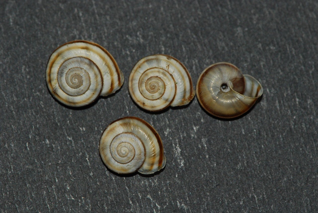 Chilostoma ambrosi Tonadico-Val Canali