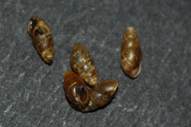 Vitrinidae e c. nella neve