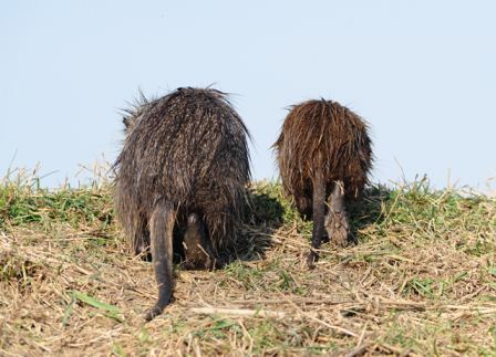 pernacchie da Nutria