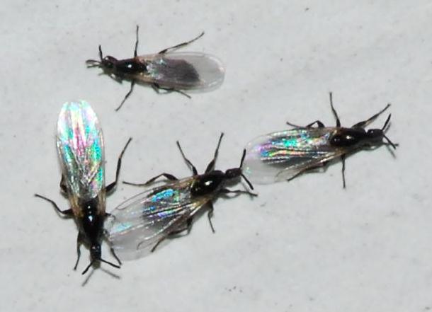 Scatopsidae.