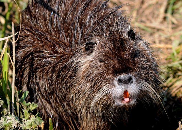 pernacchie da Nutria