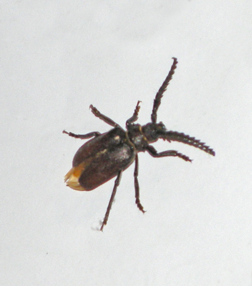 Coleottero? Prionus coriarius