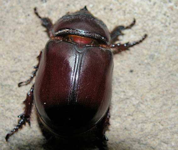 Femmina di Oryctes nasicornis?