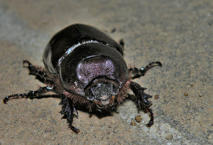 Femmina di Oryctes nasicornis?