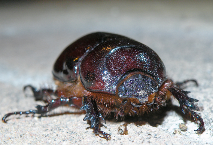 Femmina di Oryctes nasicornis?
