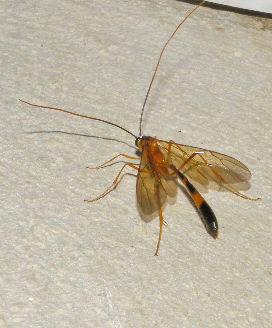 Ichneumonidae (Anomaloninae) cf. Therion sp ?