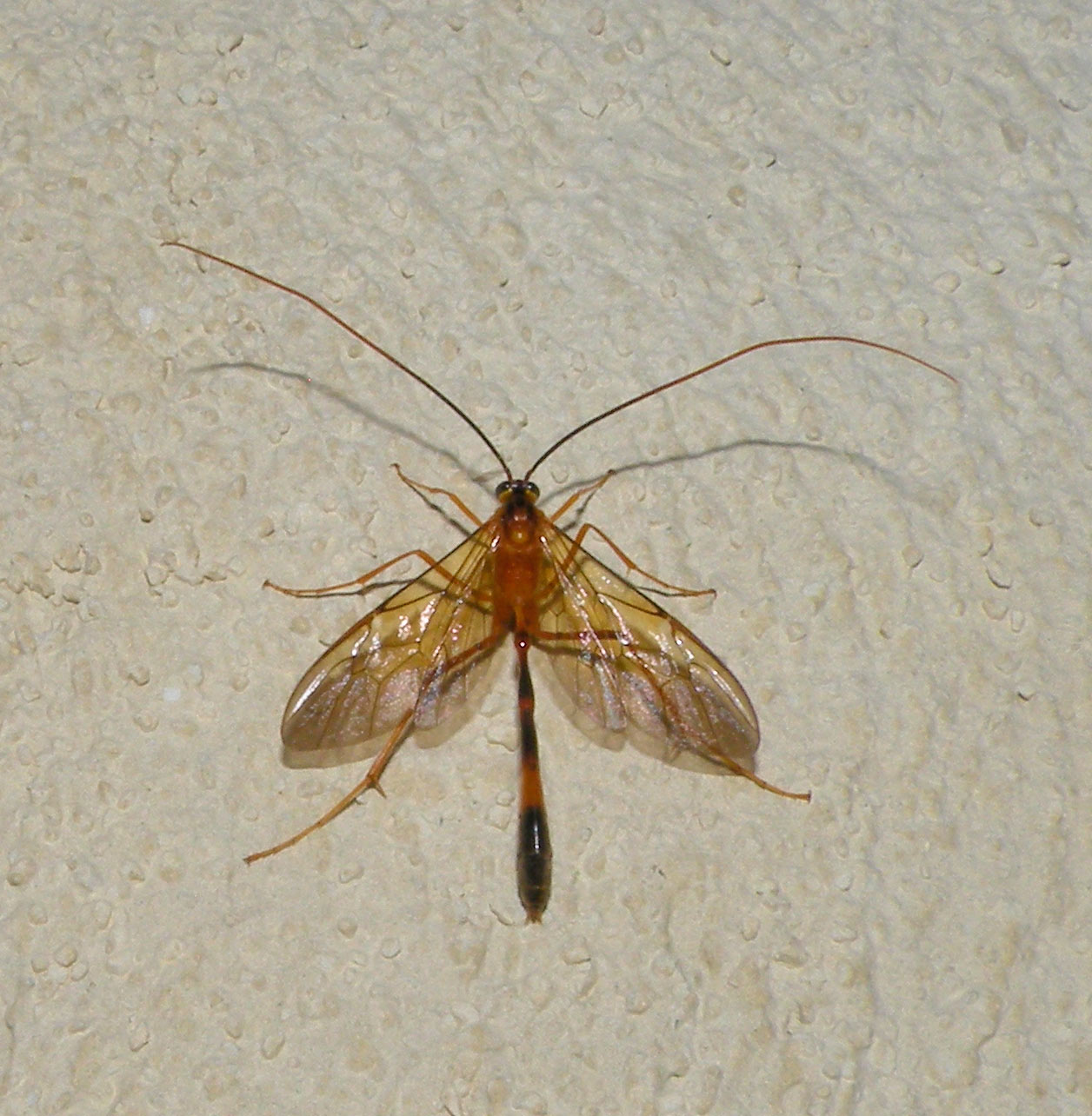 Ichneumonidae (Anomaloninae) cf. Therion sp ?