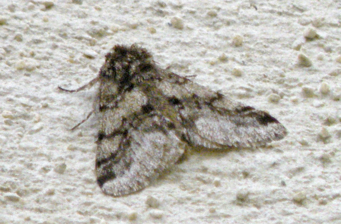 Lycia-hirtaria?