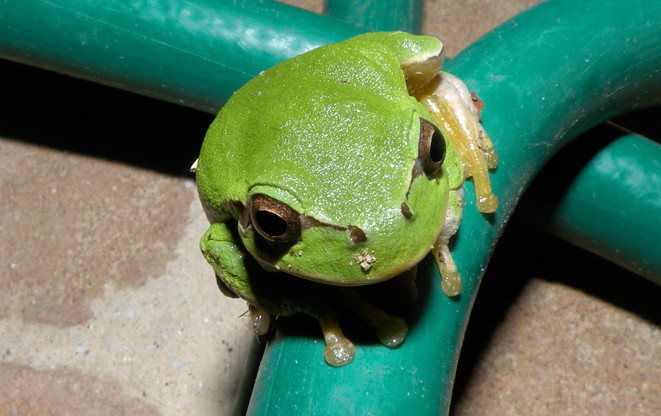 Piccola rana verde? raganella Hyla intermedia